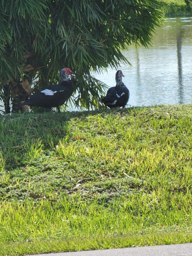 Hotel Quails Nest Cape Coral Exterior foto